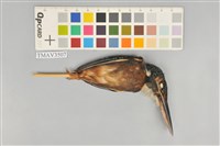 藏品(翠鳥)的圖片